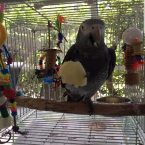African grey parrots for sale in USA