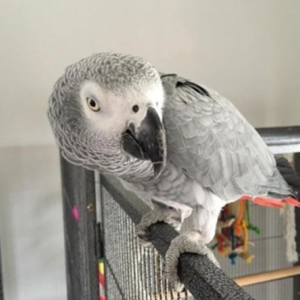 African grey parrot near me