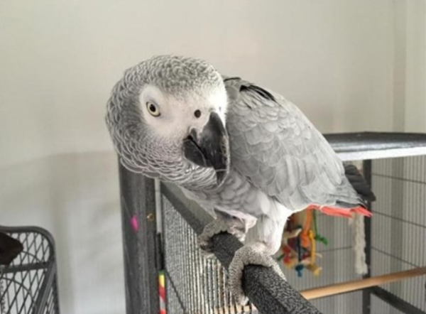 African grey parrot near me