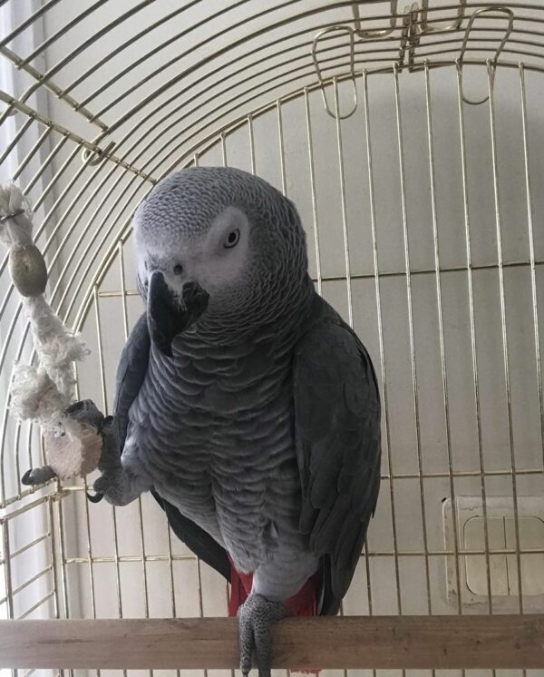 Buy African Greys Parrots online
