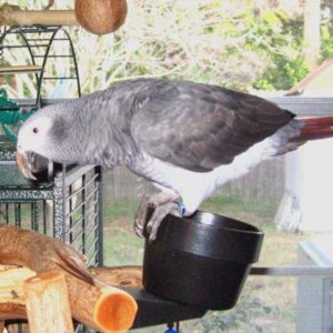 African Grey Parrot for rehoming