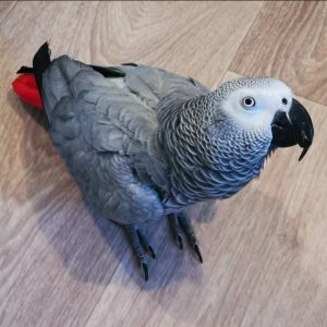 Male Congo African Grey for adoption