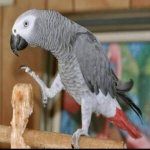 Timneh parrot near me
