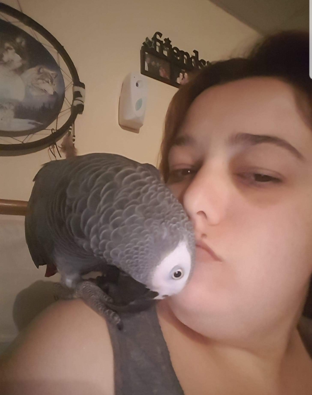 Buy African grey parrot near me