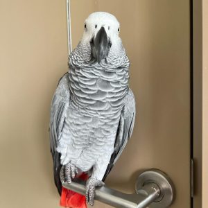 African Grey female Parrot SKY
